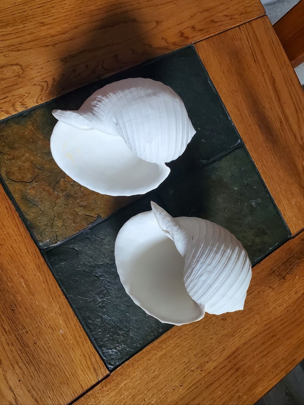 2 White Faux Conch Seashells Beach Decor - Picture 5 of 10